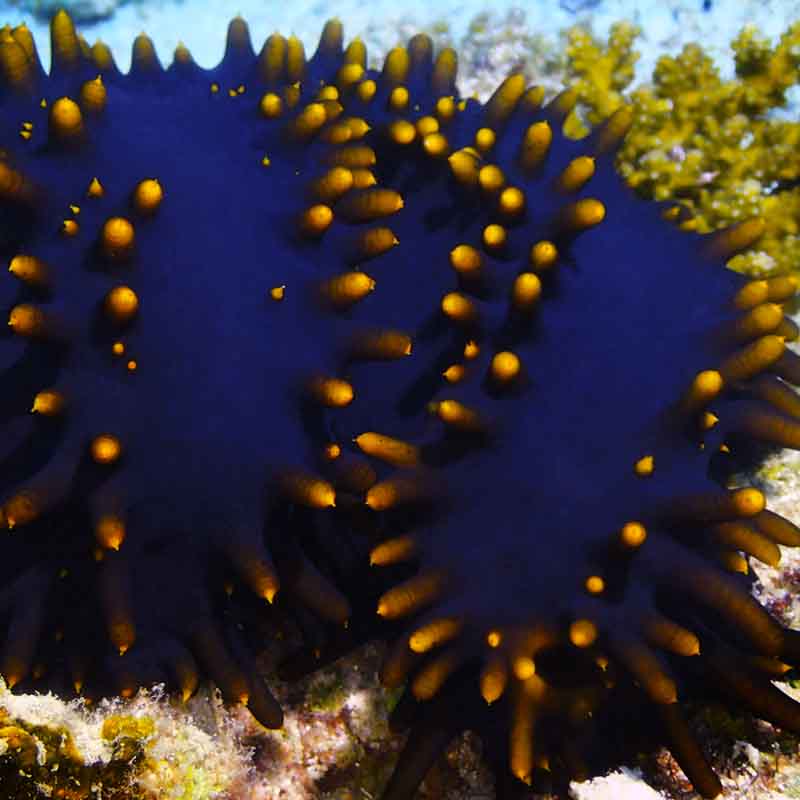 Sea Cucumbers | Eco Koh Tao | Ocean Facts