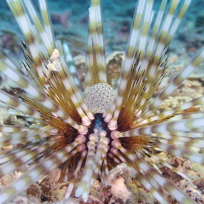 Sea Urchins Eco Koh Tao Ocean Facts