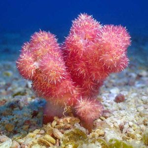 ecokohtao.com-marine-conservation-dendronephthya-coral-koh tao-thailand