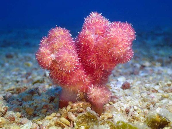 ecokohtao.com-marine-conservation-dendronephthya-coral-koh tao-thailand