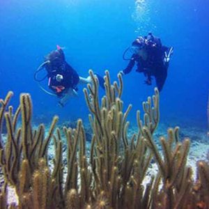 ecokohtao.com-marine-conservation-reef-check-ecodivers-koh tao-thailand