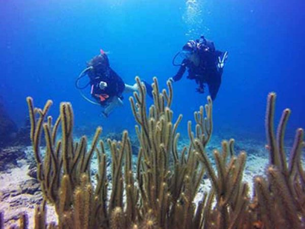 ecokohtao.com-marine-conservation-reef-check-ecodivers-koh tao-thailand