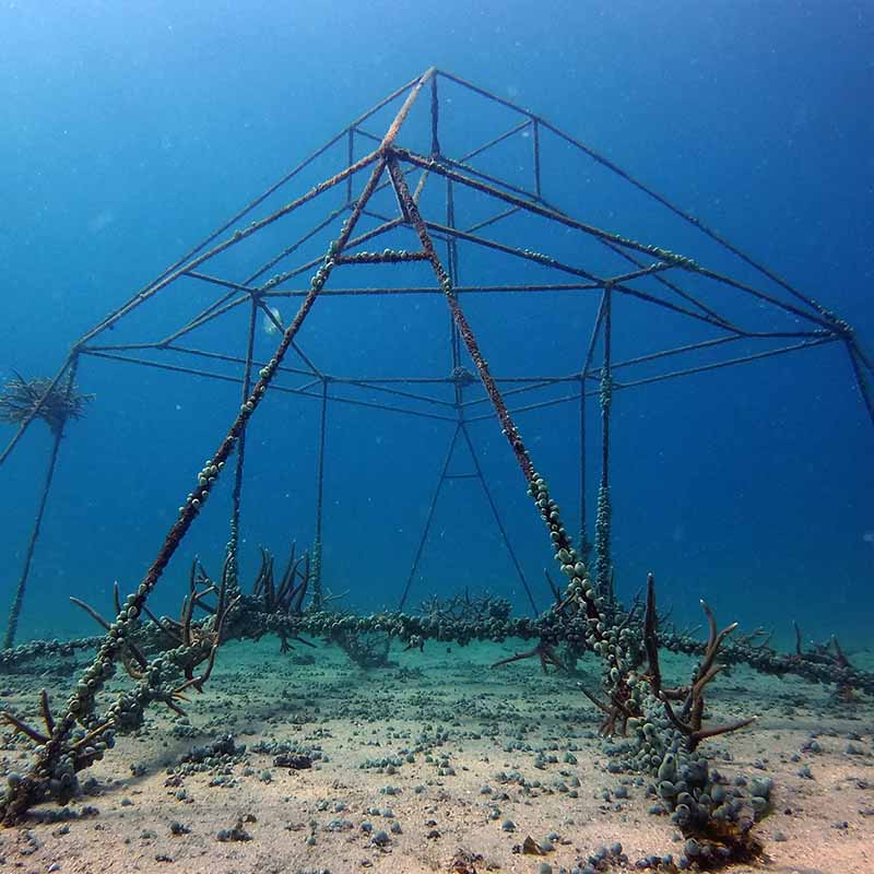 Artificial Reefs Eco Koh Tao Building underwater ecosystems